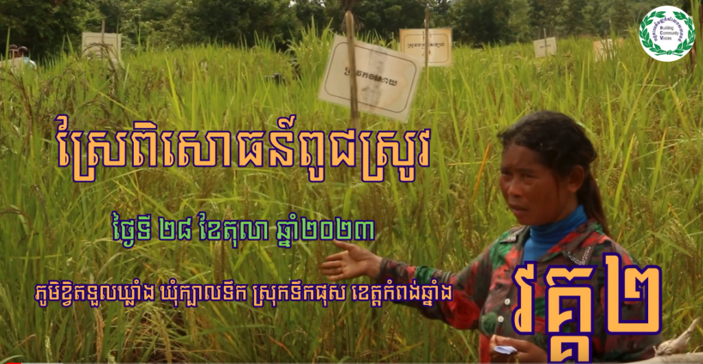 ស្រែពិសោធន៍ពូជស្រូវ វគ្គ២ | Rice Research in Cambodia [Episode 2]