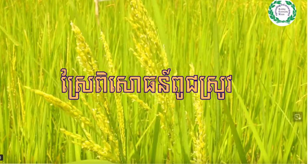 ស្រែពិសោធន៍ពូជស្រូវ វគ្គ១